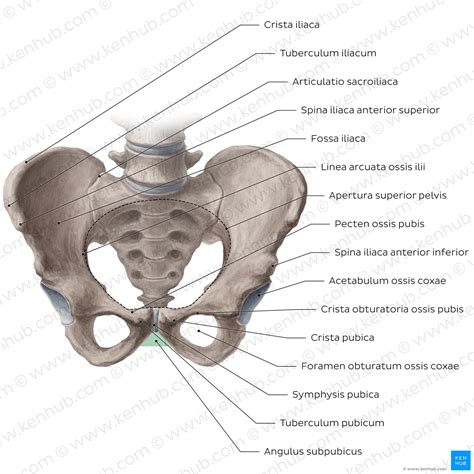 Os ilium (Darmbein): Anatomie, Aufbau, Funktion | Kenhub