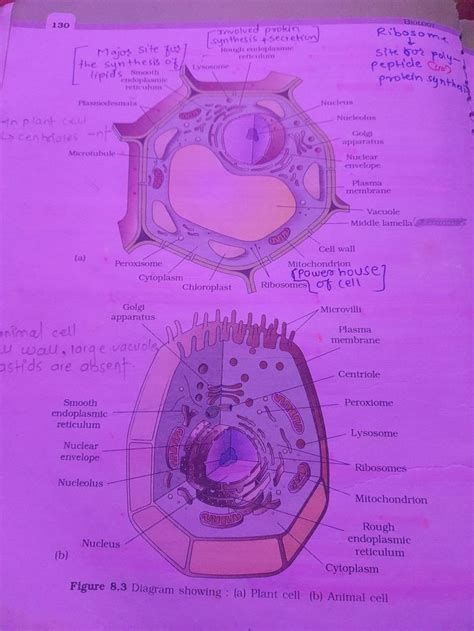 Basic Animal Cell Structure 的图像结果