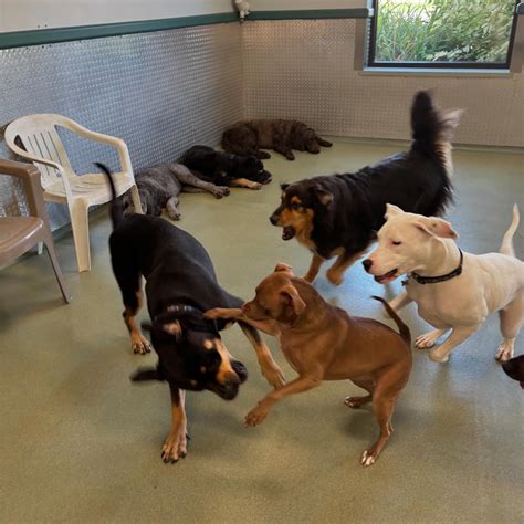 VCA Pahle Animal Hospital (@vcapahlepack) • Instagram photos and videos