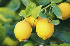 coltivare limoni in vaso come coltivare i limoni in vaso non sprecare coltivare limoni in vaso come coltivare i limoni in vaso non sprecare