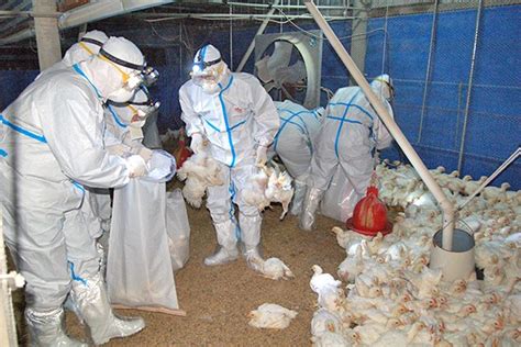 日本禽流感疫情蔓延11縣 高知縣養雞場撲殺3.2萬隻雞 - 國際 - 自由時報電子報