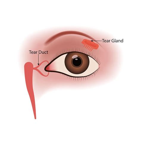 Lacrimal canal Images - Free Download on Freepik