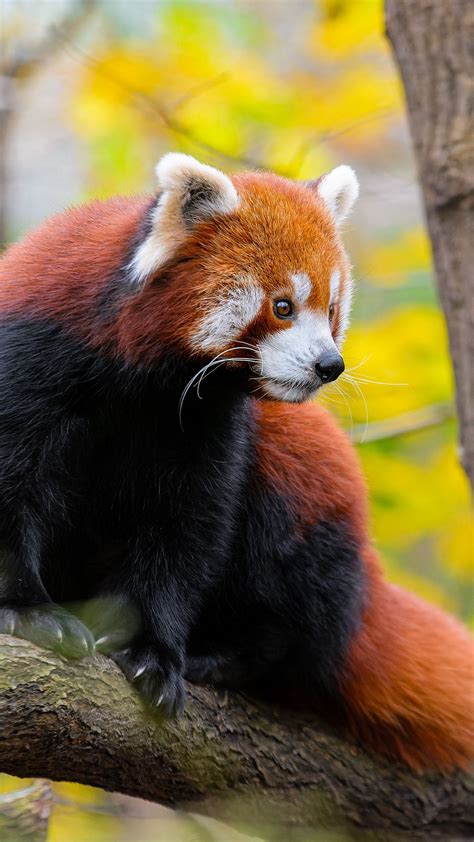 Download wallpaper 1080x1920 red panda, animal, tree, wildlife samsung ...