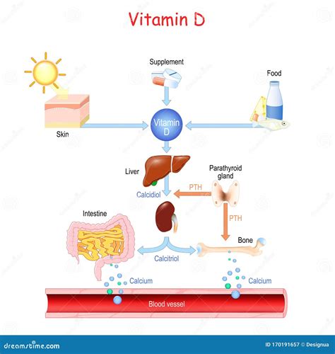 Vitamin D Mechanism Of Action