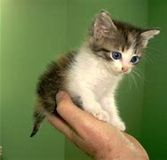 Image result for Cute Cats Hugging