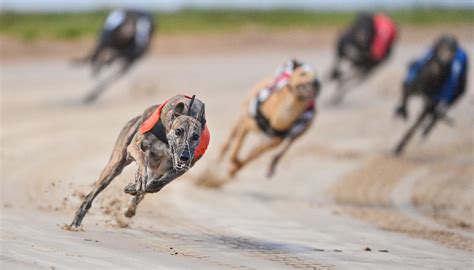 Greyhound Racing Programs