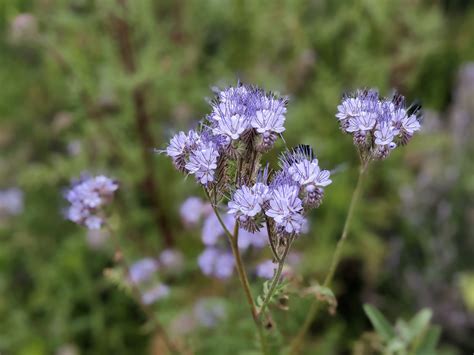 Lacy Phacelia (Phacelia tanacetifolia) | Sage's Acre