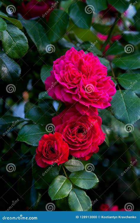 Beautiful Red Rose Bush Growing in the Garden Stock Photo - Image of ...