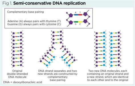 Conservative DNA Replication 的图像结果
