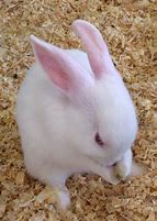 Image result for Happy Easter Baby Bunnies