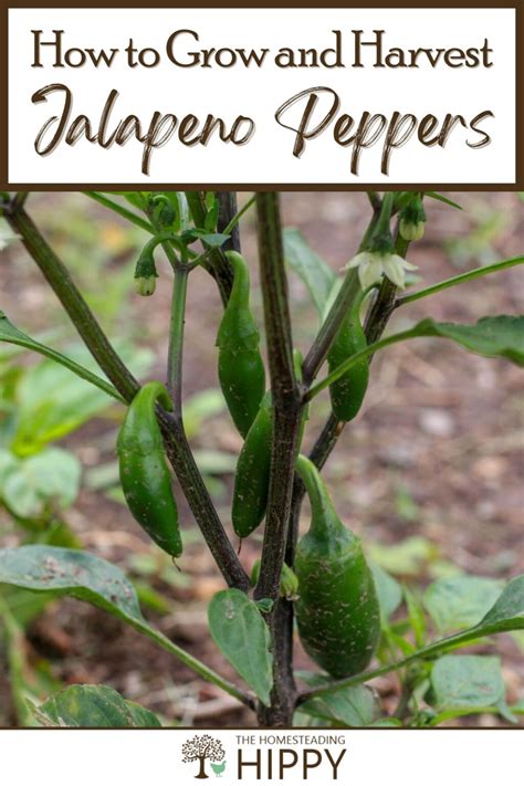 Growing Jalapeno Chillies