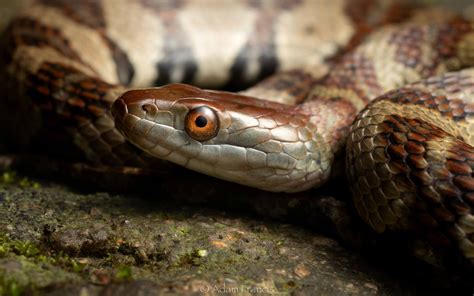 Diamond-backed Water Snake - Trimerodytes aequifasciata ...