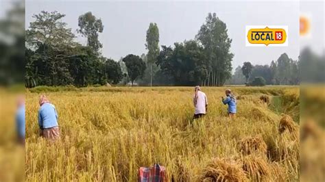 elai paddy cultivation instead of tulaipanji paddy| তুলাইপাঞ্জিকে হার ...