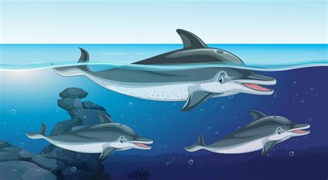Swimming With Dolphins Clipart