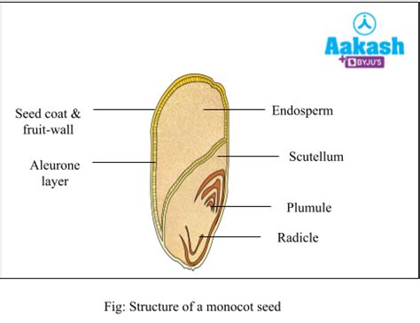 Seed: Development, Parts & Structure of Dicot & monocot seed | AESL