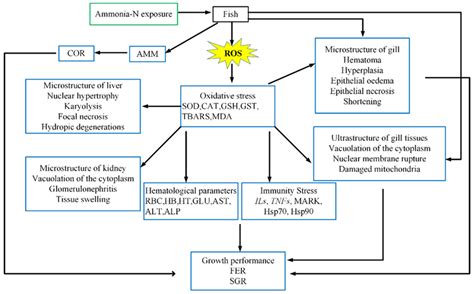 Toxic Effects on Bioaccumulation, Hematological Parameters, Oxidative ...