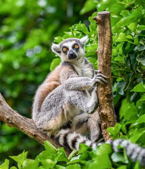 Fighting the climate crisis from the Zoo | London Zoo