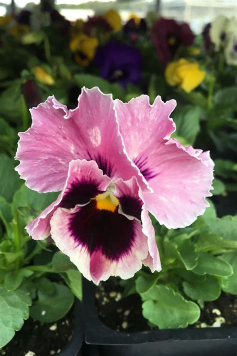 Pansy | Southwest Nursery | Wholesale Landscaping Supplies | Dallas ...