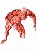 Image result for muscular