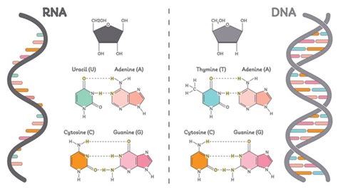 Image result for DNA Microarray Kit