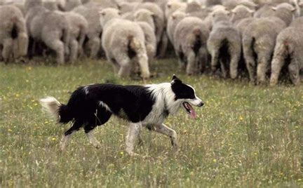 3 个月大的牧羊犬在田野里高清摄影大图-千库网