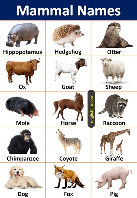 Englishilm • Your Companion in English Mastery. | Mammals, Animals name list, Animal infographic