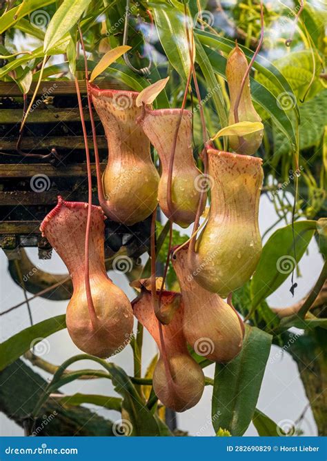 The Tropical Pitcher Plant Nepenthes Ventricosa, a - Plant. Nepenthes Ventricosa is Endemic To ...
