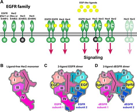 Immunotherapy for HER2-positive Breast Cancer: Recent Advances and ...