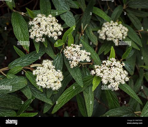 Small, delicate white viburnum (Viburnum rhytidophyllum) flowers, an ...