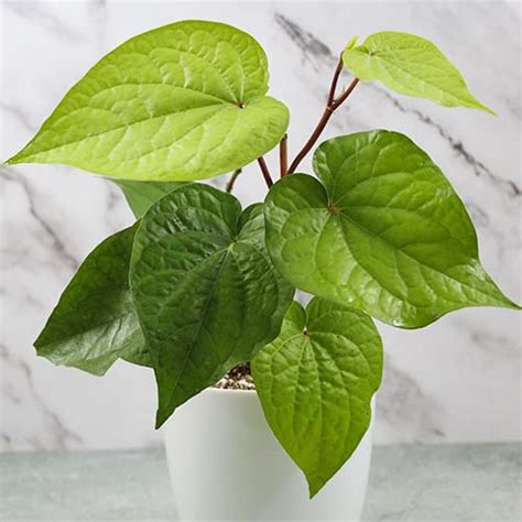 JooGTooK maghai paan Plant (Botanical Name- Piper betle) Medicinal Live ...
