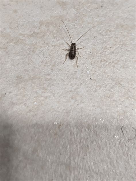 Is this a German cockroach nymph or baby? : r/whatsthisbug