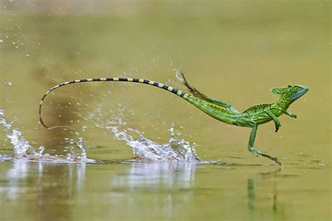 Image result for Lizard HTML Report Example