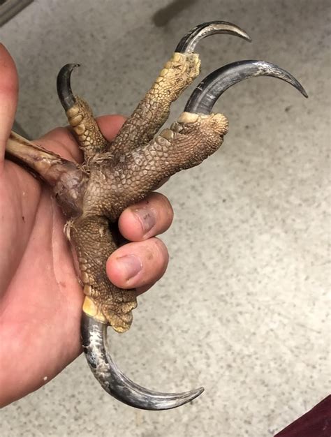 Golden eagle foot I cleaned for a natural history museum : r/vultureculture