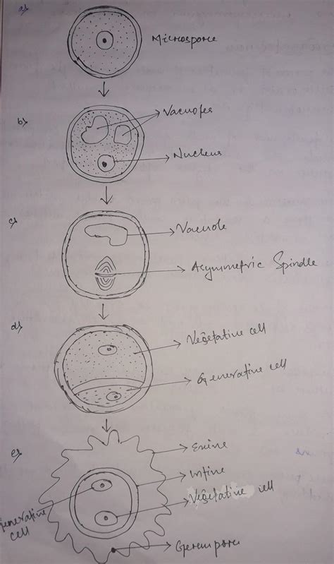 Write about microgametogenesis - Brainly.in