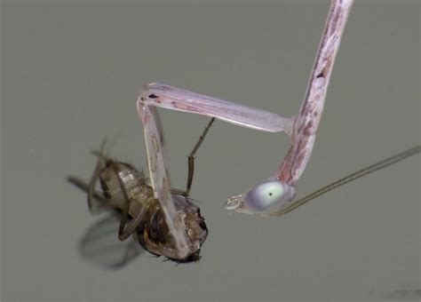 螳螂vs七星瓢虫,螳螂vs竹节虫,蜈蚣vs老鼠_大山谷图库