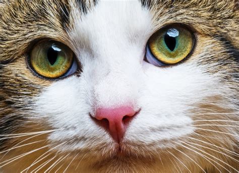 7 Tips for Treating Cat Eye Infections | PetMD