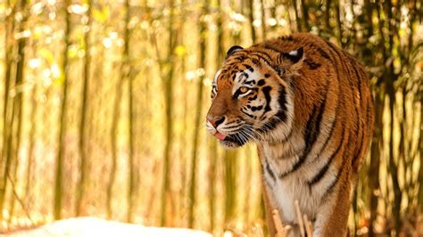 Wallpaper tiger, protruding tongue, predator, big cat, blur hd, picture ...