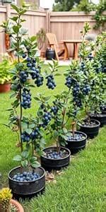 Neva Plantations LLP Tissue Culture Blueberry (Biloxi) Live Fruit ...