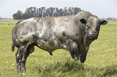 BELGIUM+BLUE | Belgian blue cattle, Belgian blue, Blue cow