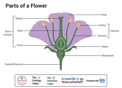 Flower Diagram Labeled Carpel at Jamie Crow blog