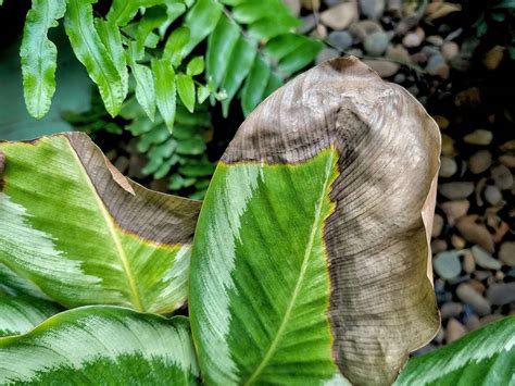 Plant die back - treatment and control | Love The Garden