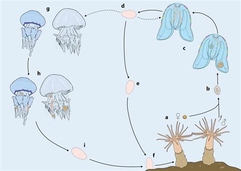 Jellyfish Life Cycle Jellyfish Life Cycle, Artwork Stock Image