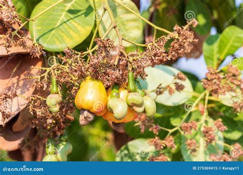 Cashew Fruit. Cashew Fruit Hanging on Tree. Cashew Nuts Growing on a ...