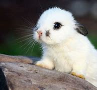 Image result for Cute Funny Bunnies in Spring