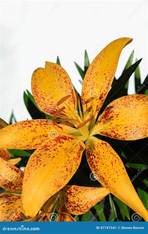 Yellow Asiatic Lily Flower Bouquet Stock Image - Image of flower, space ...