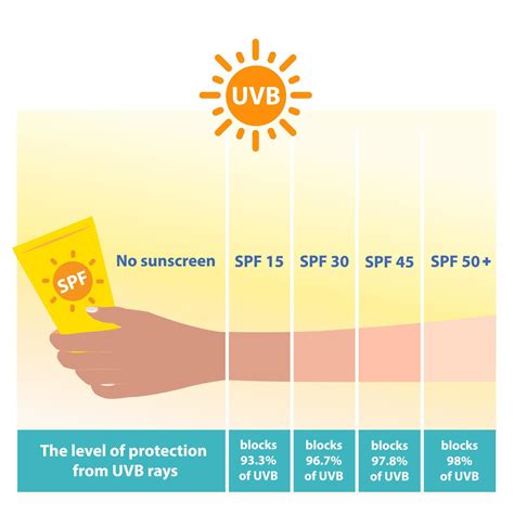 The different levels of SPF sunscreen protect UVB rays vector on white ...