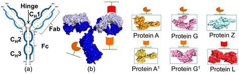 Fc-Binding Ligands of Immunoglobulin G: An Overview of High Affinity ...