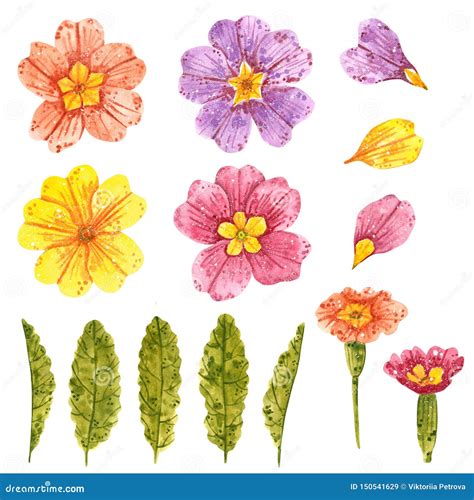 Clipart Set of Purple, Yellow, Pink, Red Primrose Flowers with Yellow ...