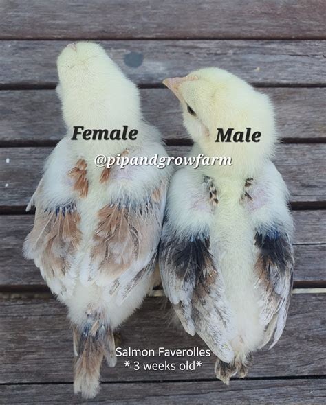 Salmon Faverolles Sexing Tips - Pip & Grow