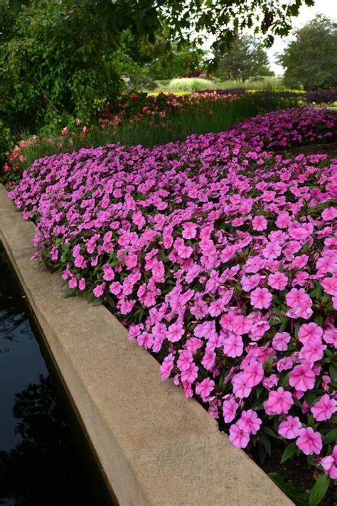 New Guinea Impatiens: A Colorful Option for Shade and Part-Shade ...